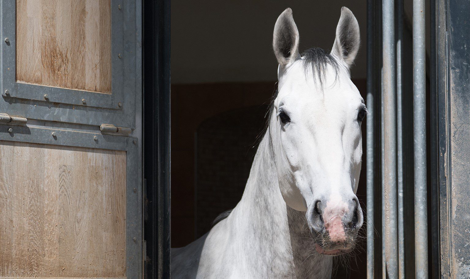 Spanish Riding School Horses Vienna