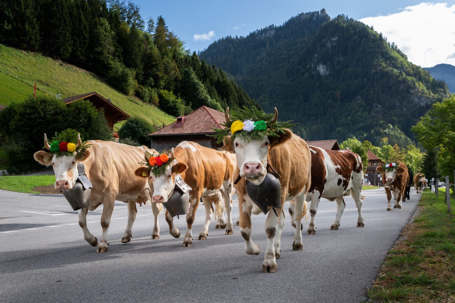 Guyeres cows Switzerland