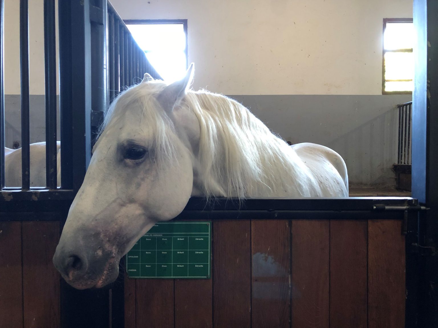 Lipizzaner Slovenia