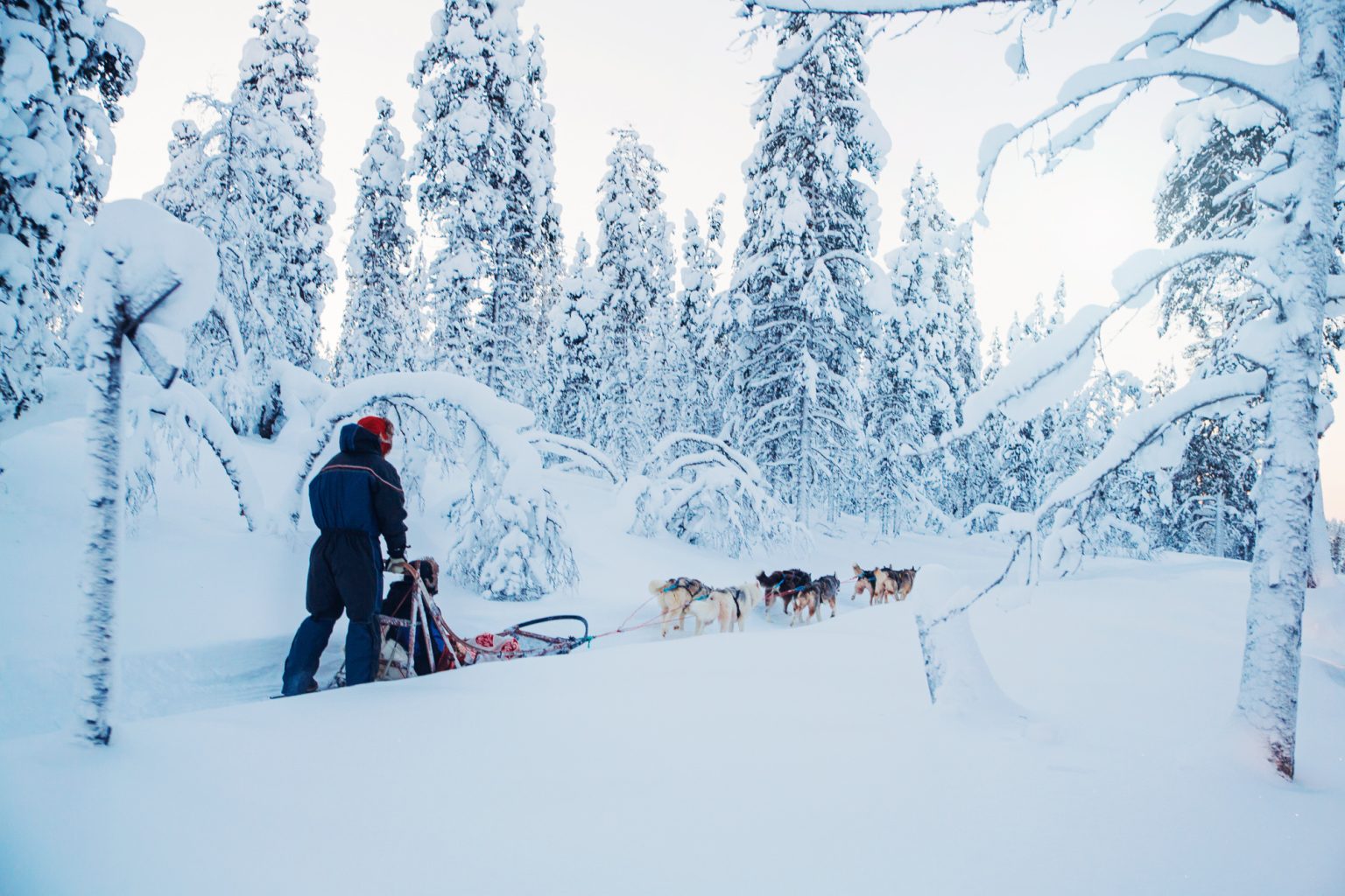 Kakslauttanen husky safari