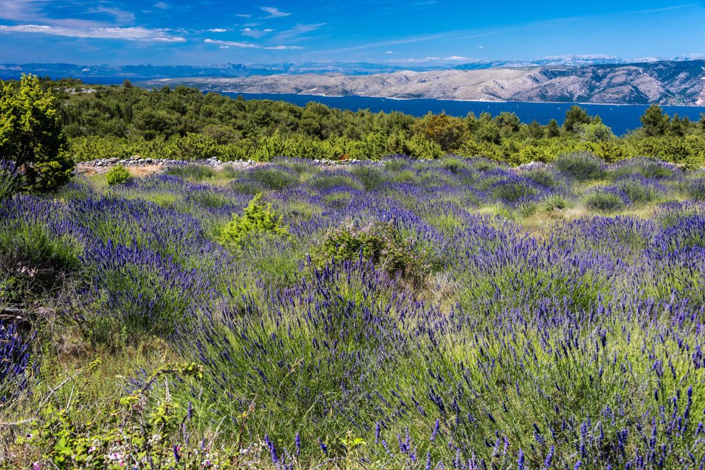 Lavender Fields, Hvar Croatia