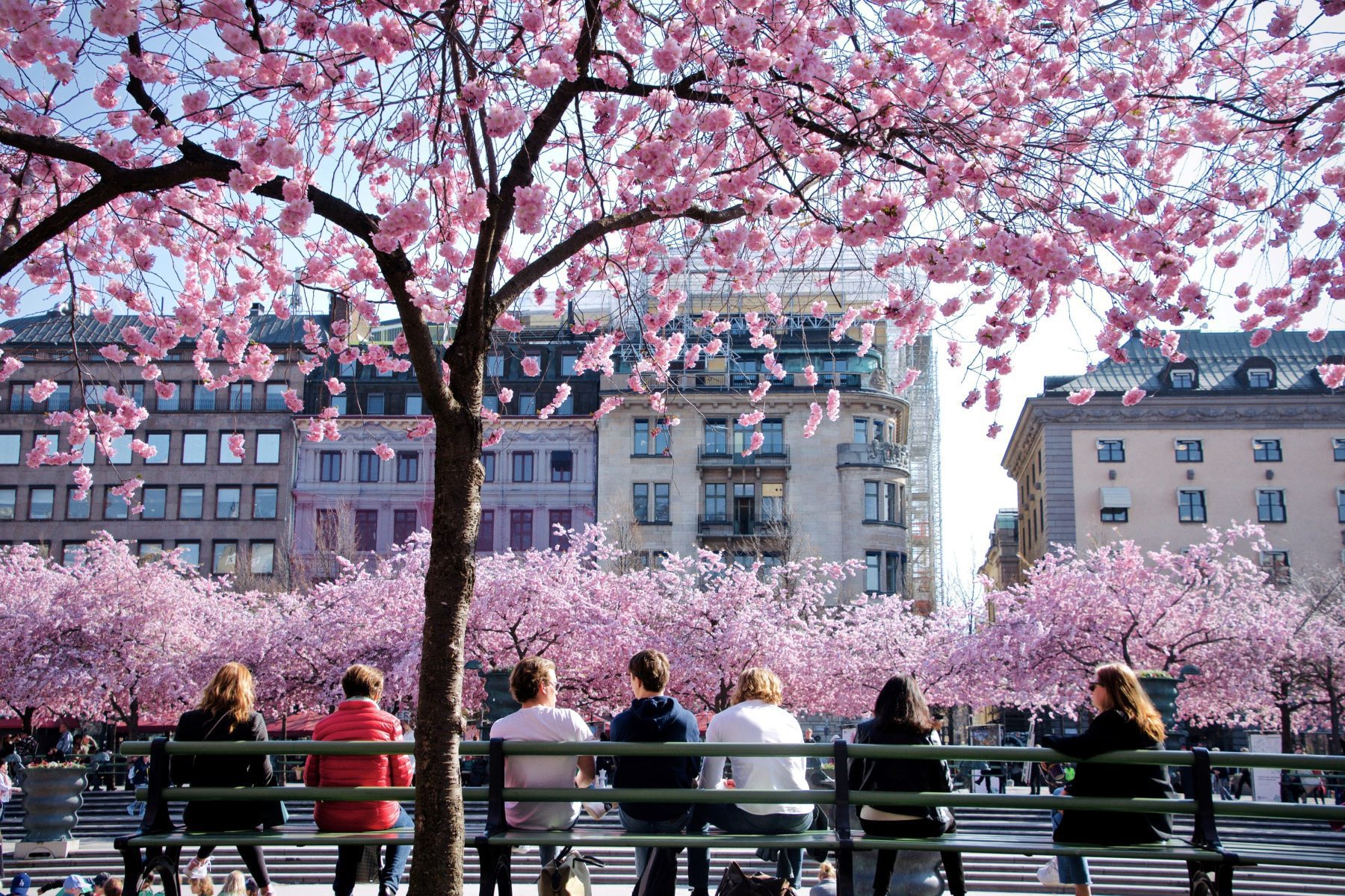Spring blossom Stockholm