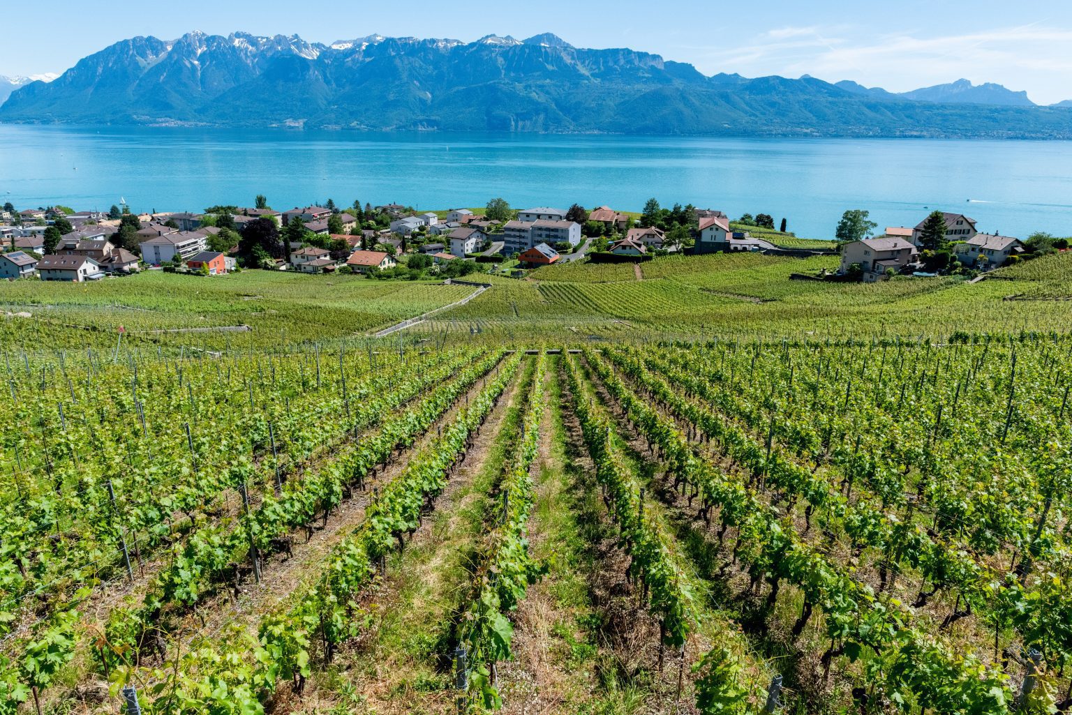 Vineyards Switzerland