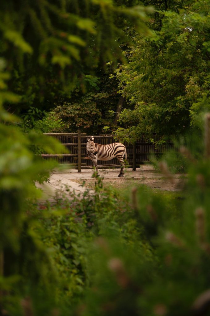 Warsaw Zoological Garden