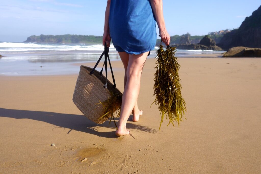 Denkmar Odsherred seaweed foraging