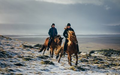 Icelandic horses