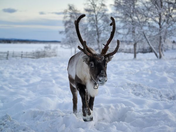 Reindeer Sweden Reindeer Sweden