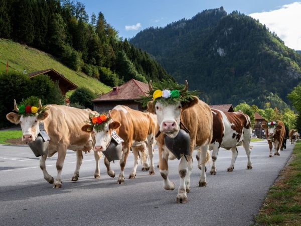 Guyeres cows Switzerland Guyeres cows Switzerland