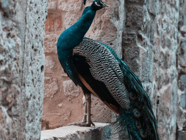 Lokrum peacock