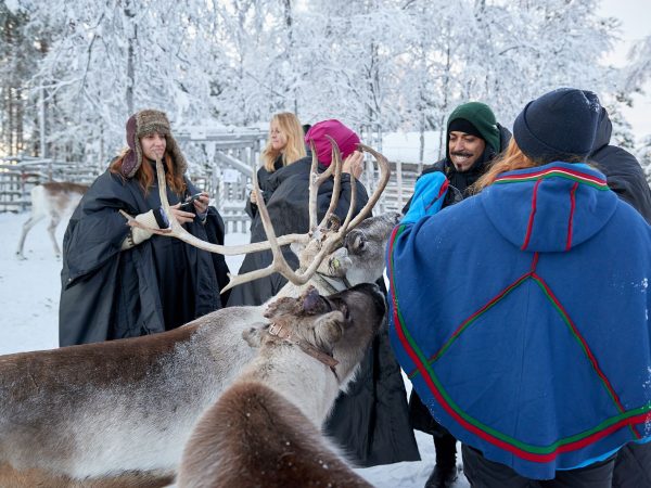 Sweden reindeer Sweden reindeer