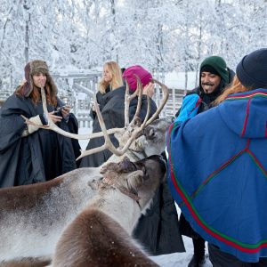 Sweden raindeer