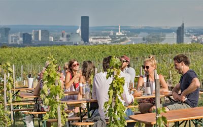 Viennese wine hills Austria